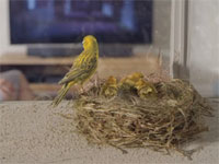 Dion Wired directed by Slim of Egg Films