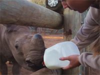 #BeautifulNews: When poachers attack, this nurse is a lifeline for orphaned rhinos
