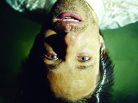 PHFAT - 'Whatever You Like'