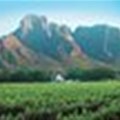 SA wine industry gears up for 2010 tourism rush