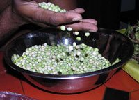 Pigeon peas, Cajanus cajan © C.L. Ramjohn/Wikimedia