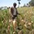 Kenya: Massive crop failure in &quot;grain basket&quot;