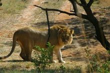 The pride of Nkomazi