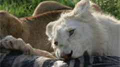 A roaring tale of bravado