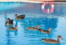 Unusual guests arrive at the Sandton Towers