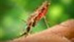 Zimbabwe: Bad roads lead to malaria outbreak