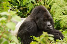 Mantis supports gorilla naming