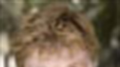 Robert Redford leads MIPCOM 2010 star line-up