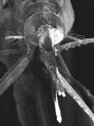 New insect control method can bring decline in malaria-bearing mosquitoes