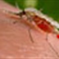 Claims of effective malaria control without insecticides are false