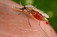 Claims of effective malaria control without insecticides are false