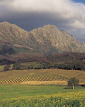 South African vineyards use water measurement technology