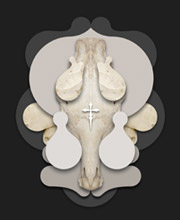 Joburg Fashion Week opens with Die Vorm