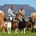 New dairy show for Cape Town