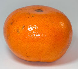 (Image: Wikimedia Commons)