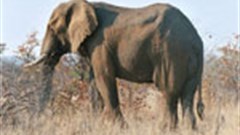 America an ever-growing market for tourism to South Africa