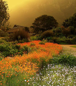 Kirstenbosch Gardens, a consistent winner at the Chelsea Show (Image: Victor Geere, via Wikimedia Commons)