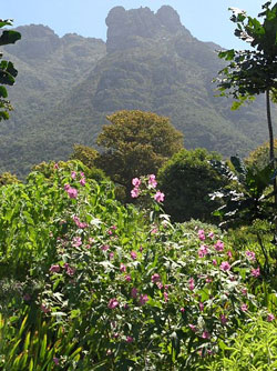 Kirstenbosch Gardens, the jewel in the crown - and one of the world's most spectacular settings for a nation's national gardens. (Image: Frode Inge Helland, via Wikimedia Commons)