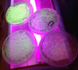 Plasmid pGLO in E.coli DH5 alpha. (ImageWikimedia Commons)