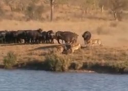 Battle at Kruger creator returns to South Africa for the E-Tourism Africa Summit