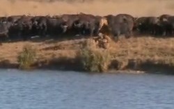 Battle at Kruger creator returns to South Africa for the E-Tourism Africa Summit