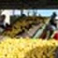Eastern Cape expects 2011 citrus boom