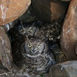 Uitkyk wine estate launches owl-increase project