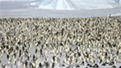 It'll be all white on the night