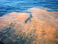 Red tide suffocating pilchards