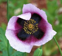 Opium Poppy flower<p>Credit: