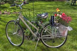 Twelve simple steps for going green in 2012