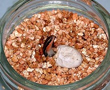 The lizards were born in controlled incubators to determine the effect of temperature on cognitive abilities.