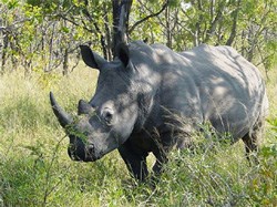 (Image: Esculapio, via Wikimedia Commons)