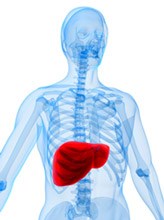 Straight from the gut: Microbes can cause obesity