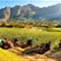 Harvest festival in Franschhoek
