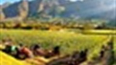 Harvest festival in Franschhoek