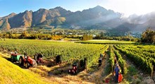 Harvest festival in Franschhoek