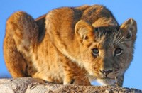 Re-release programmes the answer for Africa's dwindling lion population