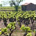 Govt promotes fair labour practices on wine farms