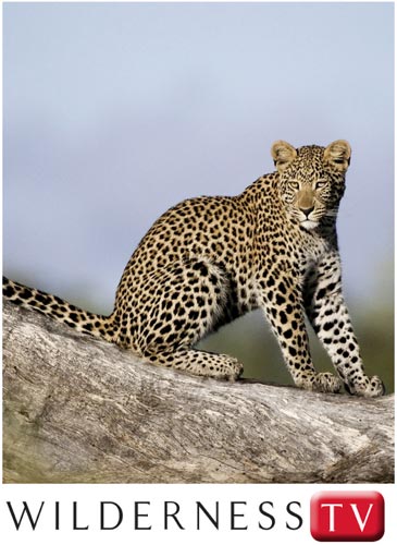 The Wilderness Group launches Wilderness TV