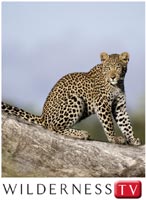 The Wilderness Group launches Wilderness TV