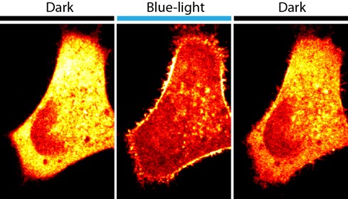 This figure shows lipid formation (in orange) in a cell. When subjected to blue light, the formation is instantly catalyzed as the enzyme is recruited to the periphery of the cell (middle panel) and restored (right panel) when the blue light is turned off.