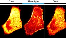 This figure shows lipid formation (in orange) in a cell. When subjected to blue light, the formation is instantly catalyzed as the enzyme is recruited to the periphery of the cell (middle panel) and restored (right panel) when the blue light is turned off.