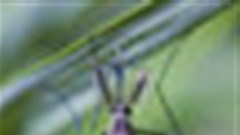 Single-dose anti-malaria drug coming?