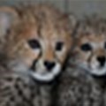 Cheetah Outreach needs help after flood disaster