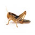 Locust swarms threaten Mali, Niger and Chad
