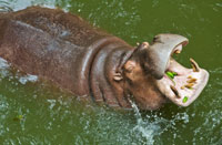 Image courtesy of markuso /