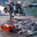 Selling fish imported from New Zealand as snoek is 'dishonest'