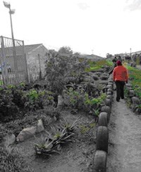 Garden projects brighten up waste ground in Cape Town