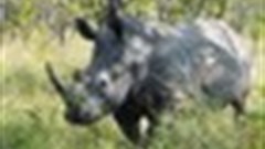 Rhino the newsmaker... press club gored